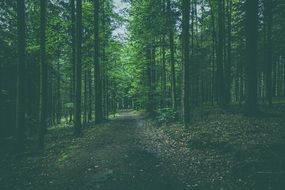 trail through the green forest