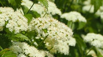flowering bush in spring close-up on a blurred background