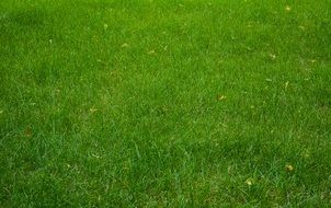 smooth green lawn