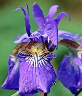 Iris Flower photography