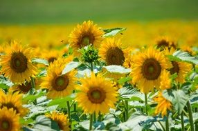 field of sunflowers in summer
