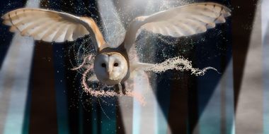 flight of a white magic owl