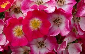 A lot of the white and pink flowers