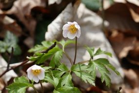 Flower Waldanemone Spring