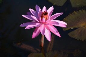 bright pink water lilies in a dark pond