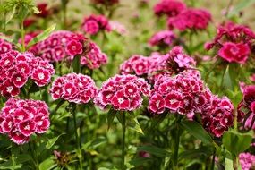 pink carnation bushes