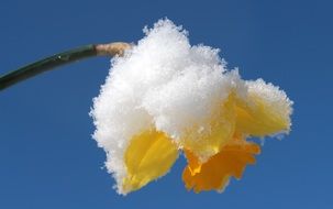 closeup photo of yellow narcissus blossom under snow