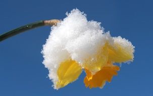 closeup photo of yellow narcissus blossom under snow