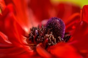 Macro photo of red poppy flower
