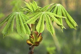 closeup photo of new Leaves of chestnut tree at Spring