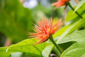 Calliandra grandiflora, blooming plant