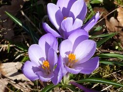 three purple crocuses in the spring in the garden