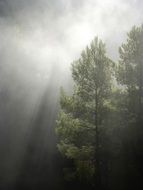 Rays Of Sunshine through Fog in pine Forest