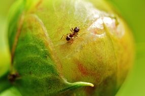 ant on a bud of a peony closeup
