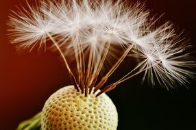 Close-up of the beautiful white dandelion flower with a few seeds