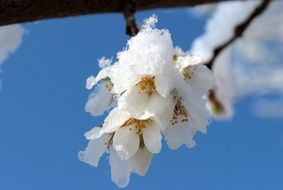 white bloom of cherry wood closeup