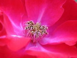 bright pink flower with stamens closeup