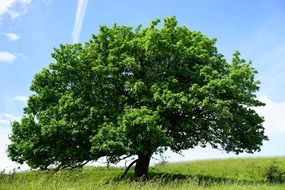 lonely green tree under the sun