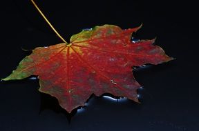 incredibly handsome red Leaf