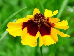 yellow mÃ¤dchenauge Flower in Meadow