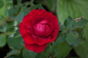 scarlet garden rose in spring