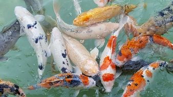 Picture of Carp Fishes in a water
