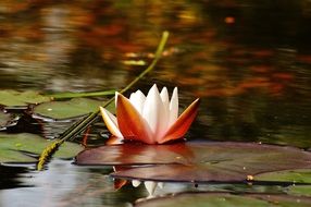big water lily on the pond