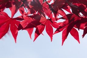 red autumn Leaves closeup