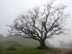 bare tree on a hill in the fog