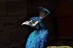 head of blue peacock close up