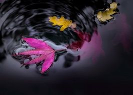 Beautiful, purple and yellow leaves in the water in the pond