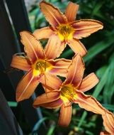 three orange lilies