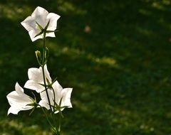 white bells are spring flowers