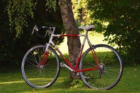 bike in the park near the tree