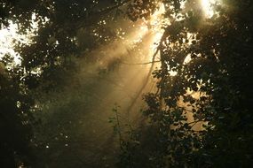 morning light through the foliage of trees