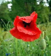 closeup view of Beautiful poppy and other flowers on the meadow