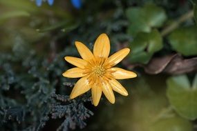 yellow flower of celandine close-up