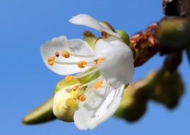 close-up white plum blossom