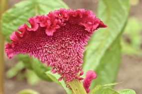 Beautiful red cockscomb flowers