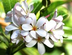 Flowers Nature Beauty Floral