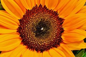 sunflower with a huge core close up