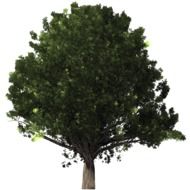 green Oak Tree, illustration