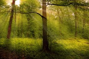 Landscape of spring forest