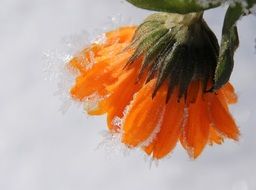 Frozen Orange Flower with frozen petals