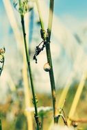 snail is creeping on a stalk