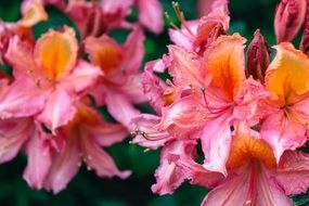 unusually beautiful Rhododendron Flower