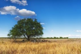 large green tree among the golden field