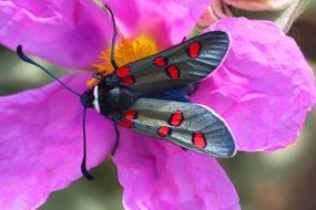 zygÃ¨ne Cistus Nature