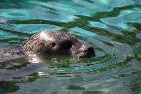 extraordinary beautiful Seal