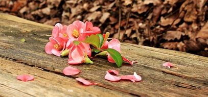 pink flowers lie on a wooden bench